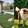 10 Tips On How to Build A Perfect Yard For Your Dogs