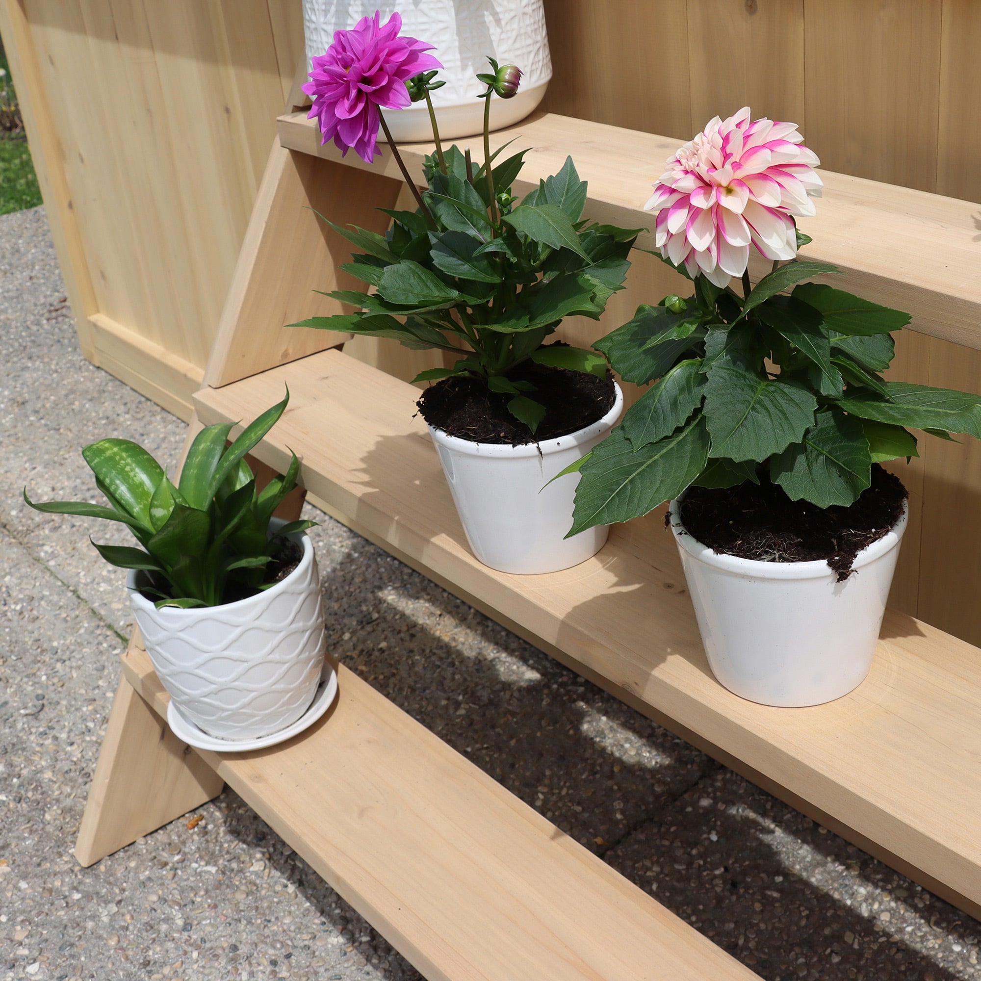 wooden plant house Greenhouse 3