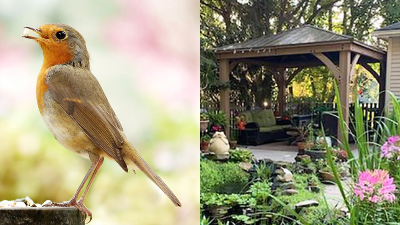 3 Steps To Turn Your Garden Into A Birdwatching 🐦 Haven