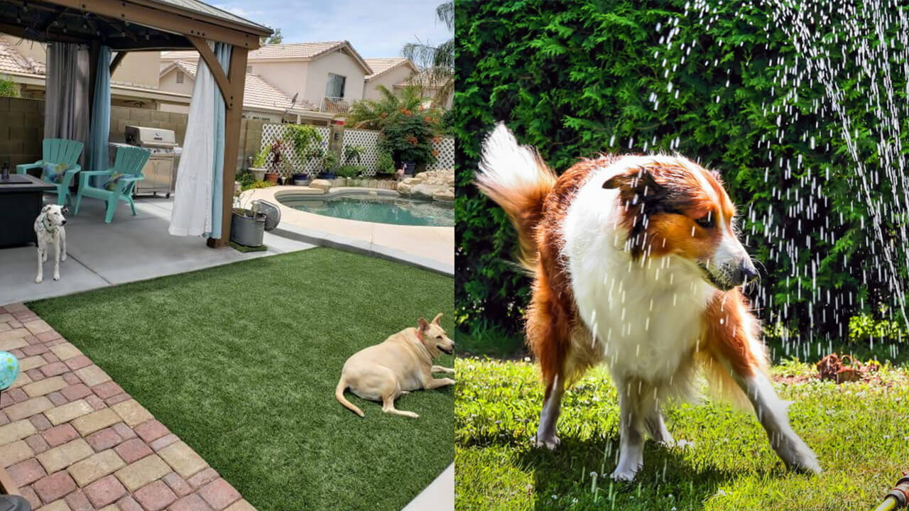10 Tips On How to Build A Perfect Yard For Your Dogs 🐕