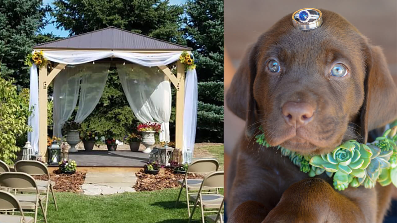 Celebrating a Dog-Friendly Wedding in Your Yard